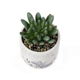 Me to You Aritificial Succulent 12312
