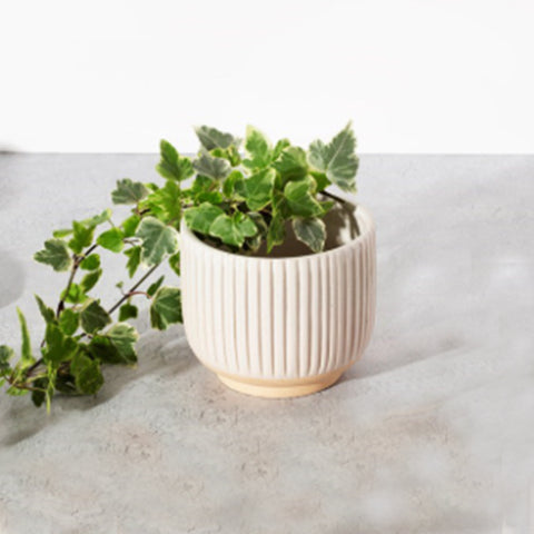 Grooved Planter Small Off White - Straight 12631