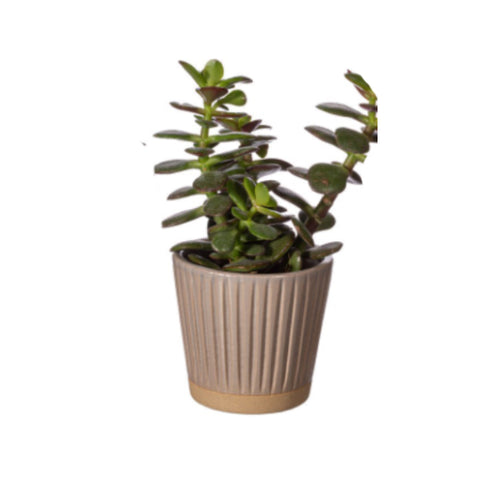 Grooved Planter Small Grey - Slant 12635